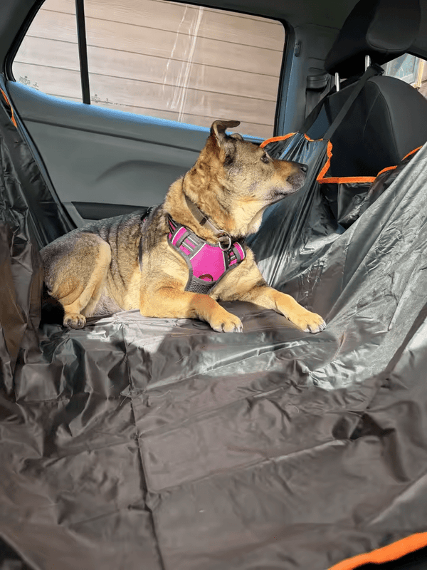 ביקורת (רתמה נוחה לשליטה מקסימלית בכלב ללא משיכות) 1