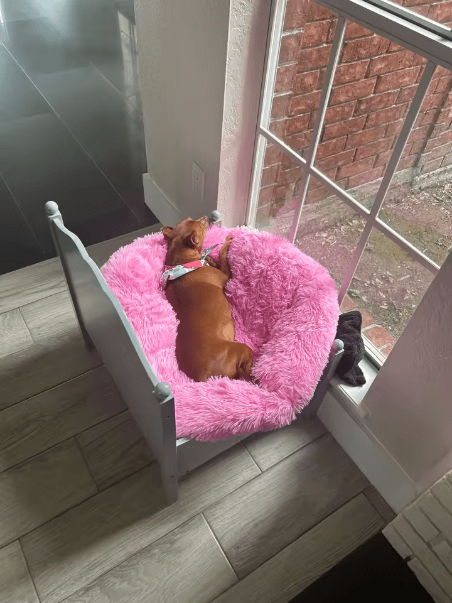 ביקורת (מיטת שימיז - מרגיעה את הכלב ושומרת על הספה שלכם) 1