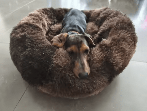 ביקורת (מיטת שימיז - מרגיעה את הכלב ושומרת על הספה שלכם) 2