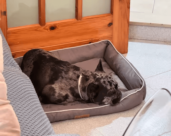 ביקורת (מיטה מפנקת לחיות מחמד – עמידה למים וללכלוך) 1